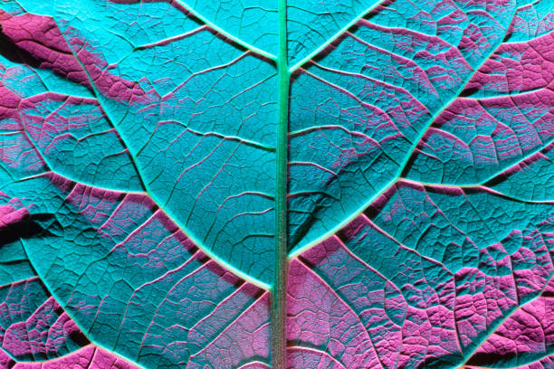 istock green sheet close-up, used as a background or texture 1323099979