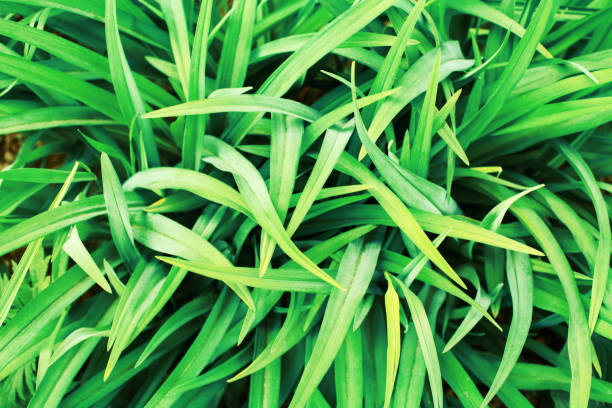 istock Green grass background close up, fresh green leaves texture macro, foliage pattern, flower leaf backdrop, organic plant, herbs, botany, lawn, agriculture, spring field, summer meadow, nature ecology 1323102865
