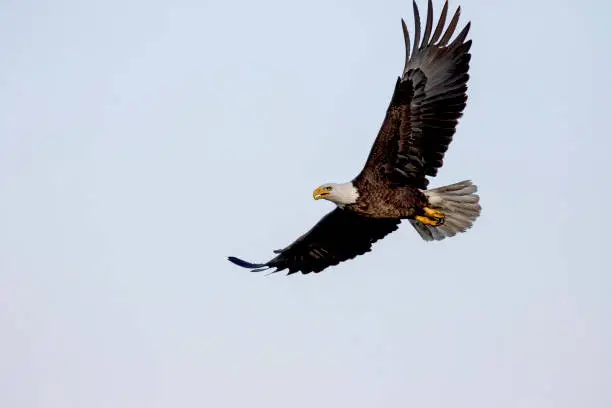 Photo of The bald eagle (Haliaeetus leucocephalus) in flight.