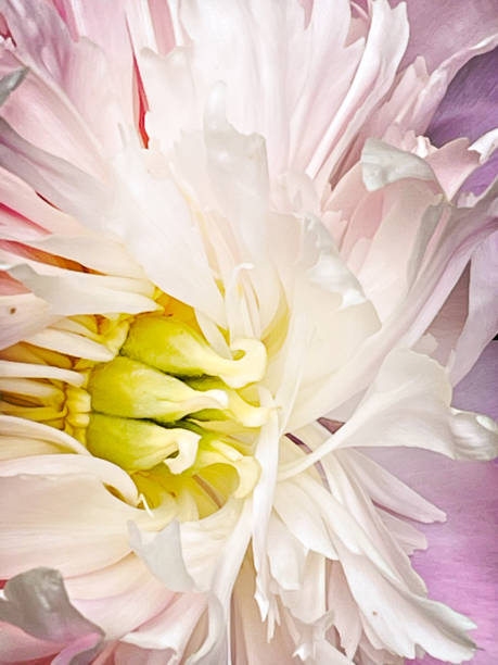 istock Dahlia Flower Portrait 1323109138