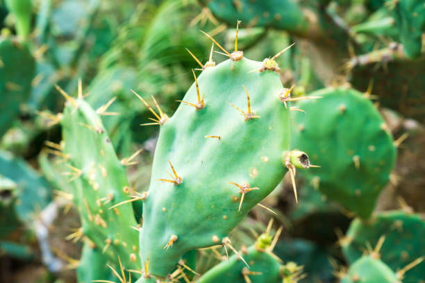 Cactus growing on the rocks