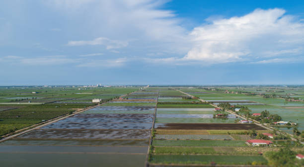 vista aérea panorámica del paisaje sobre el campo de arrozales - cotton photography cloud plantation fotografías e imágenes de stock
