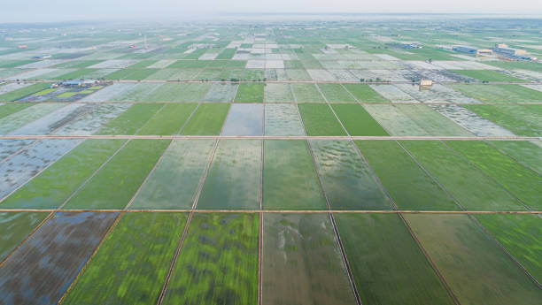 Panoramic landscape aerial view over rice paddy field shortly after after sowing. Agriculture fields in spring.the young rice plants are very, reflections of the sky in the water. Tilt shift effect
