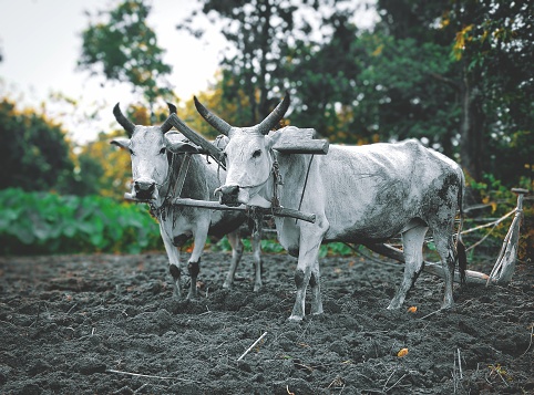 Two bulls in the field with a plough.. to start ploughing the field with beautiful nature beauty.