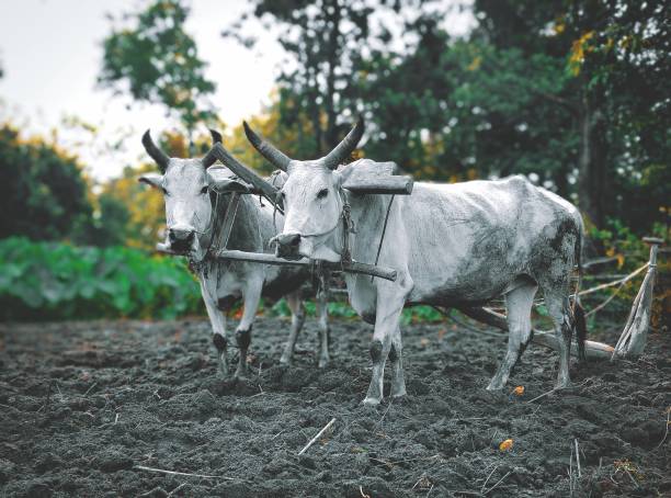 два быка в сельскохозяйственном поле. - in ox стоковые фото и изображения