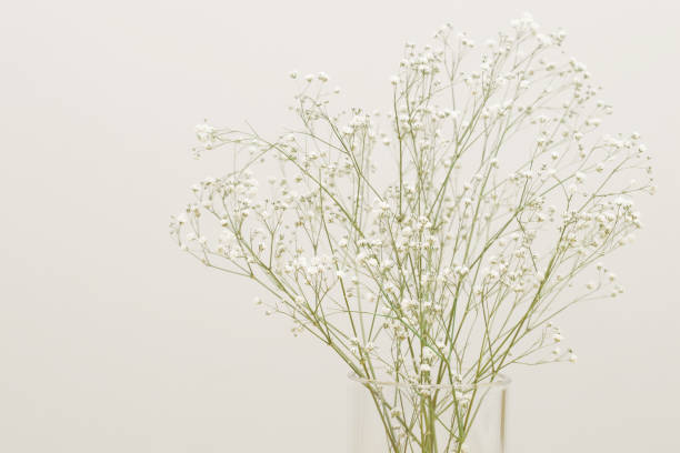 istock Dried gypsophila flower. 1323116378