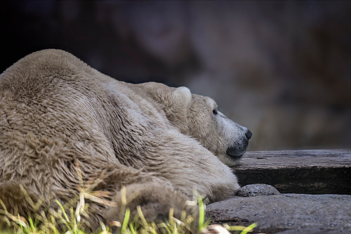 Close-up of a large polar bear