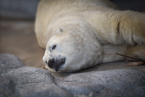 Close-up of a large polar bear