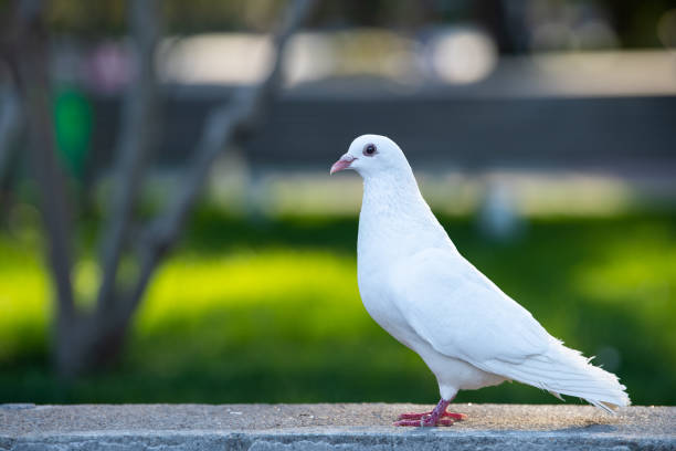 istock White Pigeon standing on concrete step and looking its right direction 1323119649