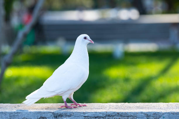 istock White Pigeon standing on concrete step and looking its right direction 1323119676