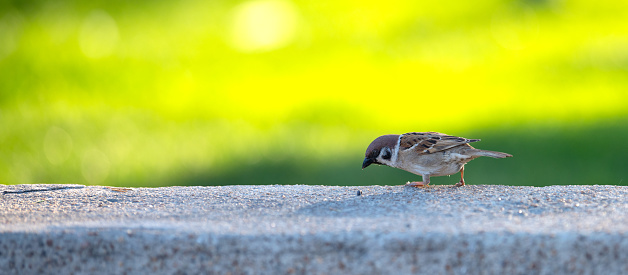 A sparrow is foraging on concrete step with green brightness background in nature park