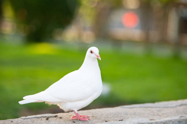 istock White Pigeon standing on concrete step and looking its right direction 1323120198