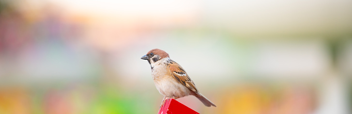 A sparrow is standing on wood brick with brightness background in natural park