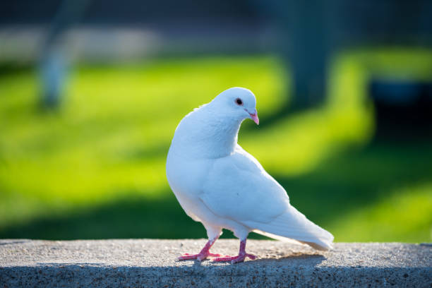 istock White Pigeon standing on concrete step and looking back 1323120258