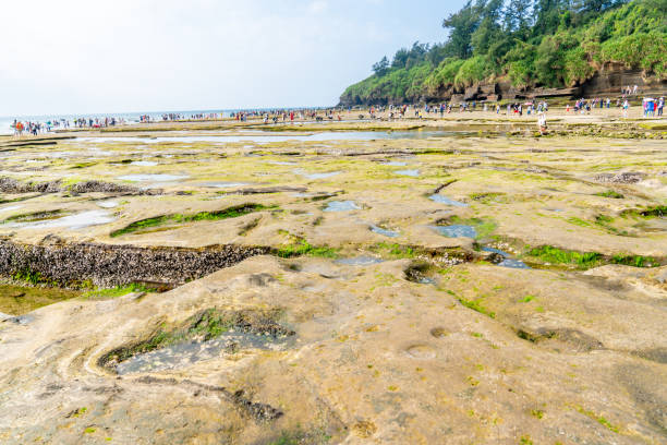 istock Moss on the rocks by the sea 1323120596