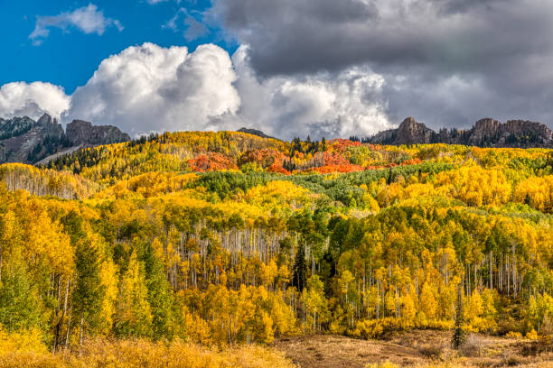 istock Autumn Aspen Color 1323122966