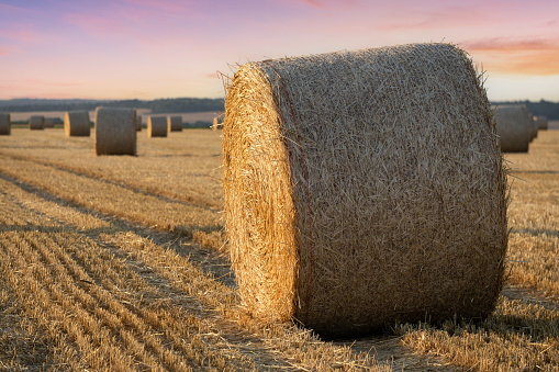 Straw bales stacked in a field at summer time, Reims, France