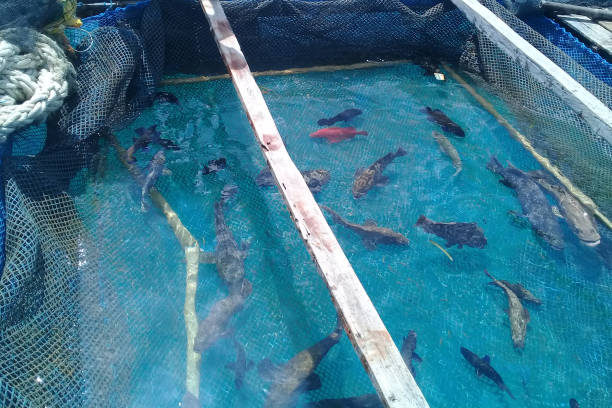 istock some types of grouper in fish farm 1323127522
