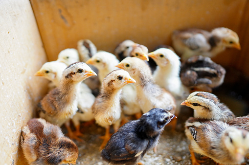 The little chicks were gathered in cardboard boxes because they were abandoned by the hen.