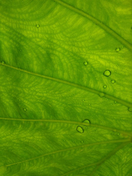 istock Water droplets on taro plant leaf, leaf venation pattern, green background 1323136020