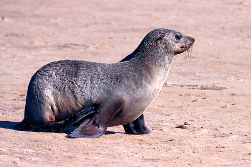 Single seal walking towards the water. Wild seal at cape cross in Namibia. African wildlife, nature and animal photography.