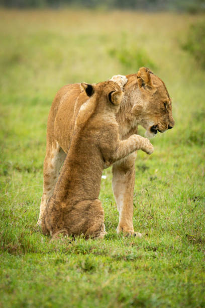 istock Lion cub sits pawing mother on grass 1323136492