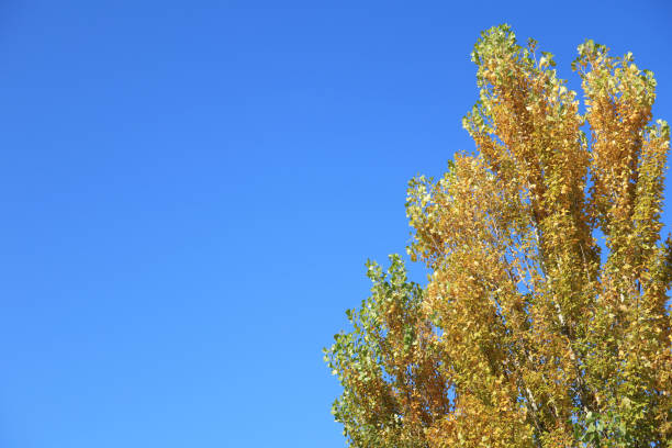 It is autumn and the leaves of the poplar tree are turning yellow.