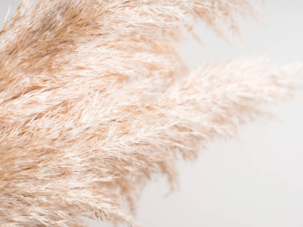 istock Trendy botanical background with fluffy pampas grass on gray. Boho style plant decor 1323137443