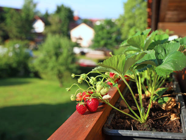 fraises au soleil du matin dans les pots de fleurs sur balcon avec vue sur la ville et le ciel bleu - strawberry plant photos et images de collection