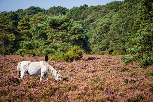A white horse grazes in the heather in the New Forest, UK