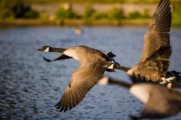 Photo of Canada geese flying across a pond in London, UK