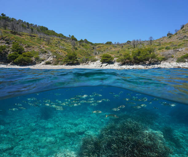 istock Spain Mediterranean coast with fish underwater 1323139443
