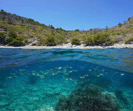 Spain Costa Brava, Mediterranean coast with a school of fish underwater, split view over and under sea surface, Roses, Cala Murtra, Catalonia