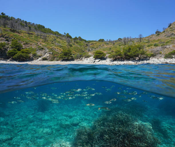 espanha costa do mediterrâneo com peixes debaixo d'água - below sea level - fotografias e filmes do acervo