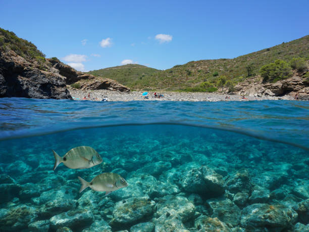 istock Spain Mediterranean cove with fish underwater 1323139487