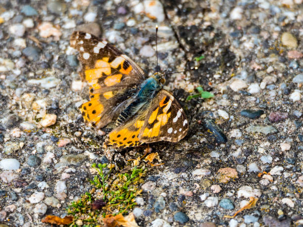 istock Beautiful butterfly on the ground 1323139513
