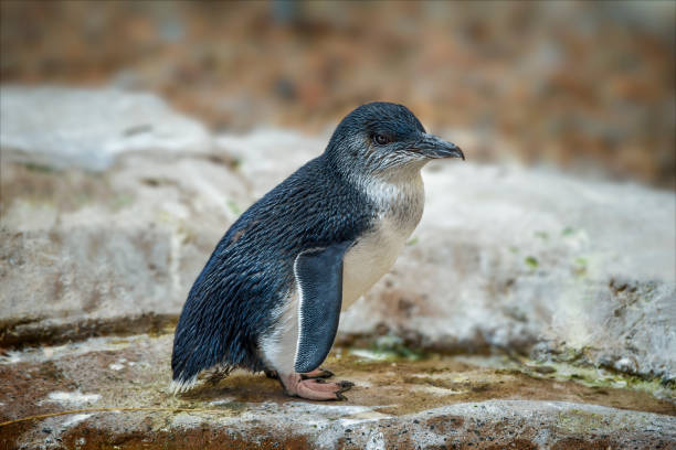 фея пингвин (eudyptula минор) - fairy penguin стоковые фото и изображения