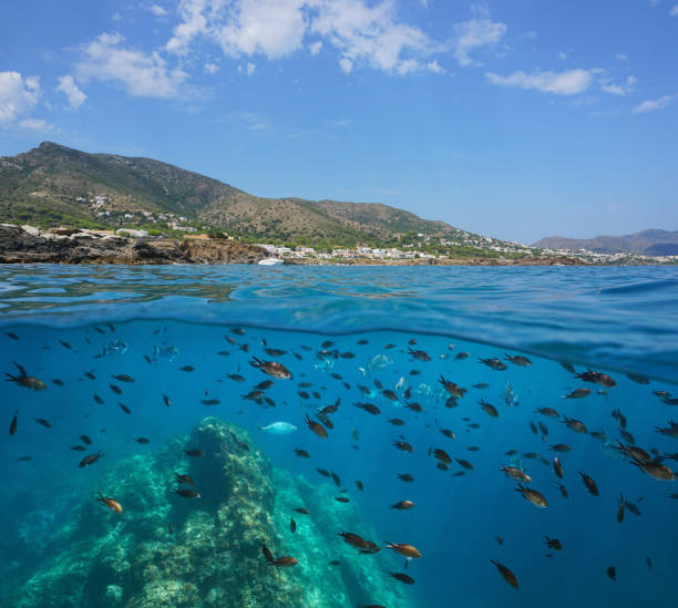 espanha litoral mediterrâneo e escola de peixes - below sea level - fotografias e filmes do acervo