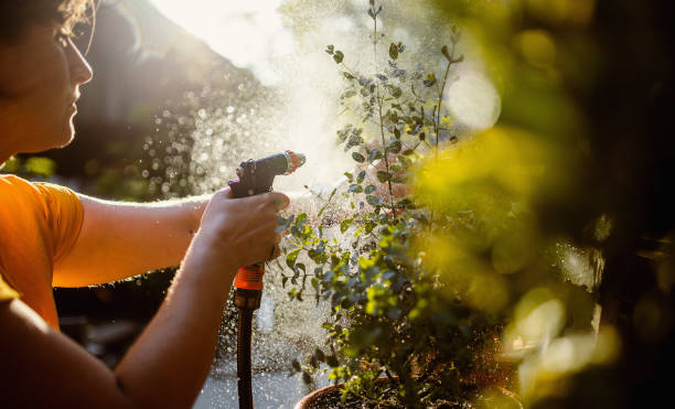 Woman taking care of plants Woman taking care of plants garden hose photos stock pictures, royalty-free photos & images