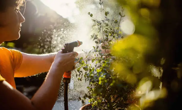 Woman taking care of plants