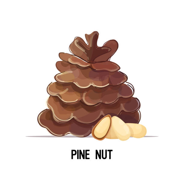 ilustrações de stock, clip art, desenhos animados e ícones de pine nut with cedar cone isolated on white background healthy vegetarian food concept - pine nut nut seed vegan food