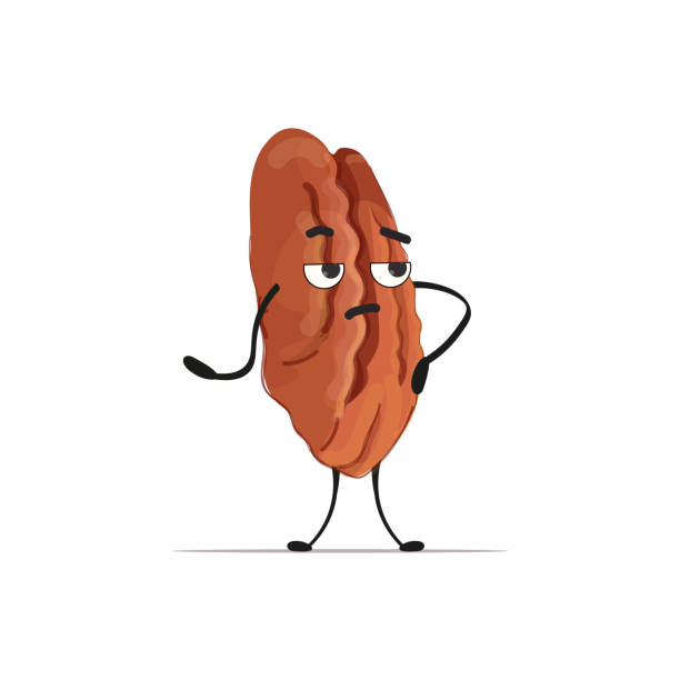 cute pecan nut character cartoon mascot nut personage healthy vegetarian food concept isolated cute pecan nut character cartoon mascot nut personage healthy vegetarian food concept isolated vector illustration pecan icon stock illustrations