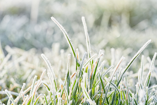 Frozen morning grass close-up in winter.