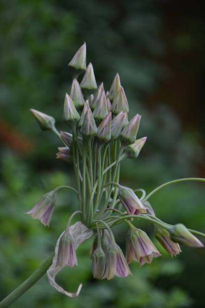 istock Sicilian Honey Lily, towards castle shape complete 3 1323144001
