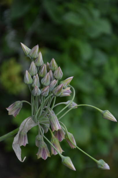 istock Sicilian Honey Lily, towards castle shape complete 2 1323144007