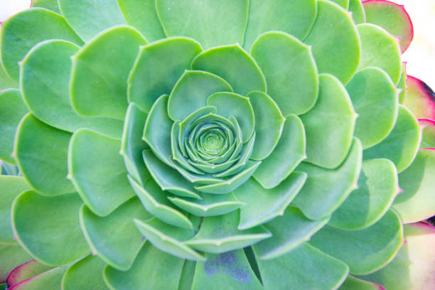 Sempervivum tectorum boutignyanum common houseleek in rosette cacti background, succulent.