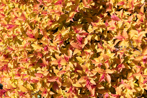 Colored shrub leaves fall color natural colorful leaf background, foliage.