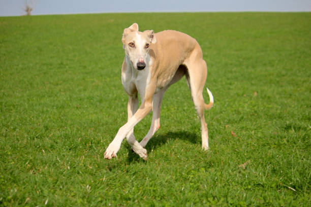 istock a beautiful large sighthound is walking in the park 1323145494