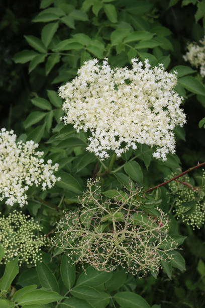 istock Elderberry white flowers on branch 1323145560