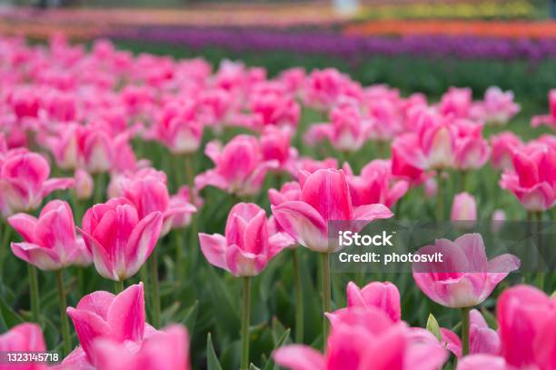 Mothers Day Womens Day Concept Spring Season Pleasant Aroma Gardening Concept Grow Flowers Garden Rosy Pink Flower That Bloom In Middle Of Spring Adorable Tulips Tulips Farm Tulips Field Stock Photo - Download Image Now